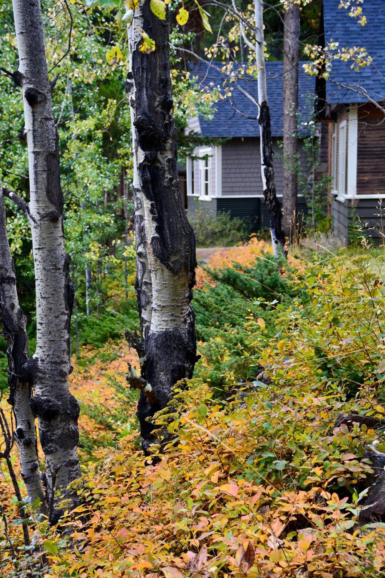 Johnston Canyon Lodge & Bungalows Castle Junction Exteriör bild
